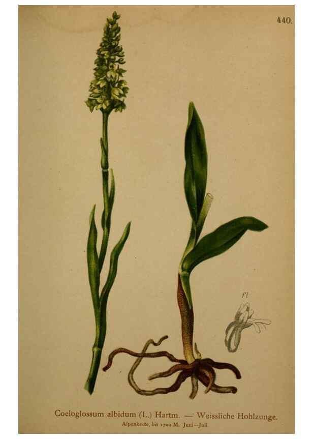 Reproducción/Reproduction 10424396935: Atlas der Alpenflora /. Wien :Eigenthum und Verlag des Deutschen und Oesterr. Alpenvereins,1882.