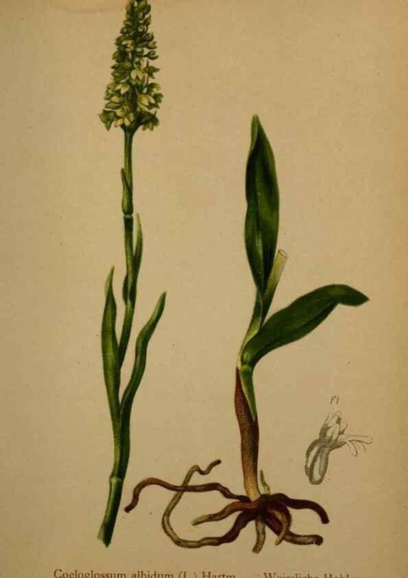 Reproducción/Reproduction 10424396935: Atlas der Alpenflora /. Wien :Eigenthum und Verlag des Deutschen und Oesterr. Alpenvereins,1882.