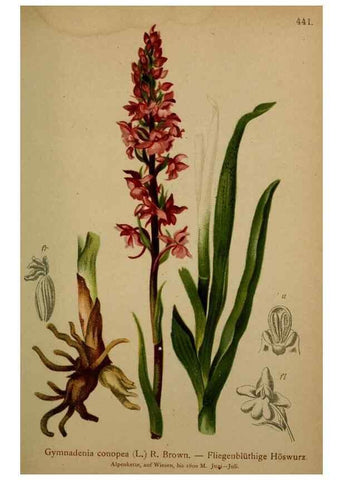 Reproducción/Reproduction 10424534463: Atlas der Alpenflora /. Wien :Eigenthum und Verlag des Deutschen und Oesterr. Alpenvereins,1882.
