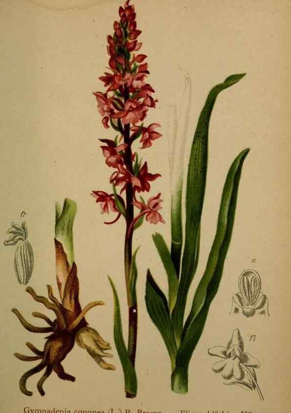 Reproducción/Reproduction 10424534463: Atlas der Alpenflora /. Wien :Eigenthum und Verlag des Deutschen und Oesterr. Alpenvereins,1882.