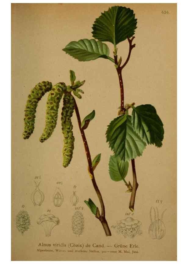 Reproducción/Reproduction 10424371235: Atlas der Alpenflora /. Wien :Eigenthum und Verlag des Deutschen und Oesterr. Alpenvereins,1882.