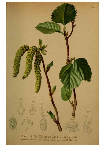 Reproducción/Reproduction 10424371235: Atlas der Alpenflora /. Wien :Eigenthum und Verlag des Deutschen und Oesterr. Alpenvereins,1882.