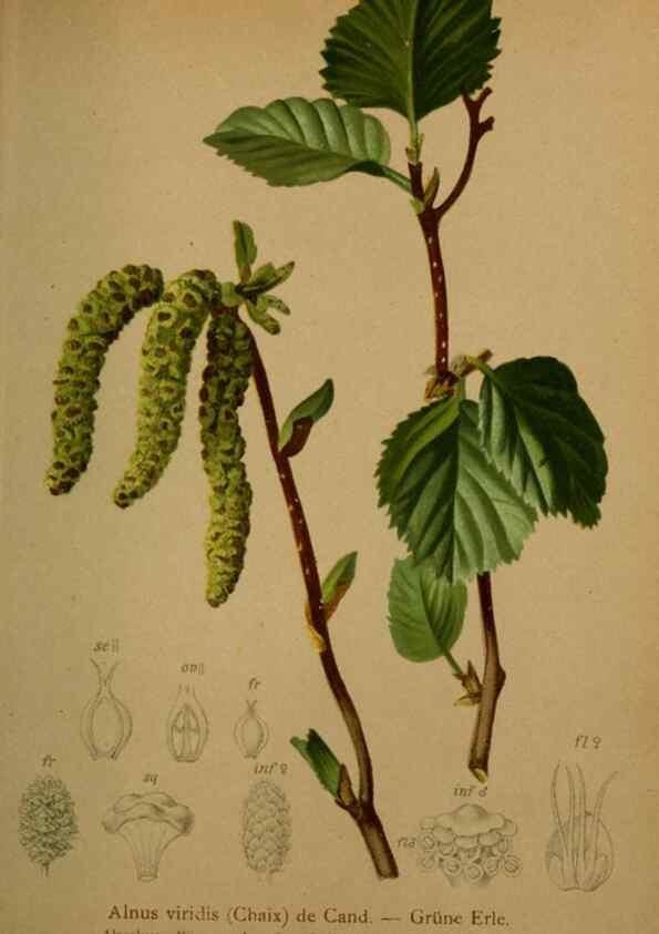 Reproducción/Reproduction 10424371235: Atlas der Alpenflora /. Wien :Eigenthum und Verlag des Deutschen und Oesterr. Alpenvereins,1882.