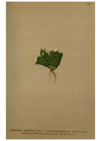 Reproducción/Reproduction 10424081064: Atlas der Alpenflora /. Wien :Eigenthum und Verlag des Deutschen und Oesterr. Alpenvereins,1882.