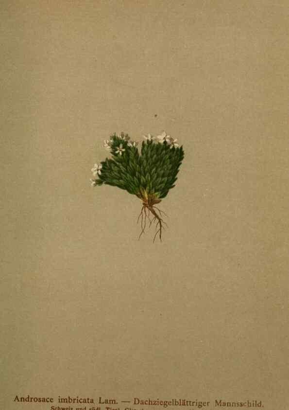 Reproducción/Reproduction 10424081064: Atlas der Alpenflora /. Wien :Eigenthum und Verlag des Deutschen und Oesterr. Alpenvereins,1882.
