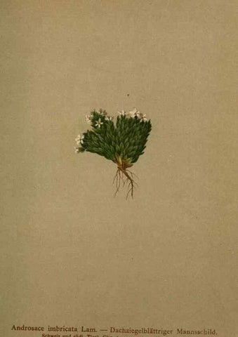 Reproducción/Reproduction 10424081064: Atlas der Alpenflora /. Wien :Eigenthum und Verlag des Deutschen und Oesterr. Alpenvereins,1882.