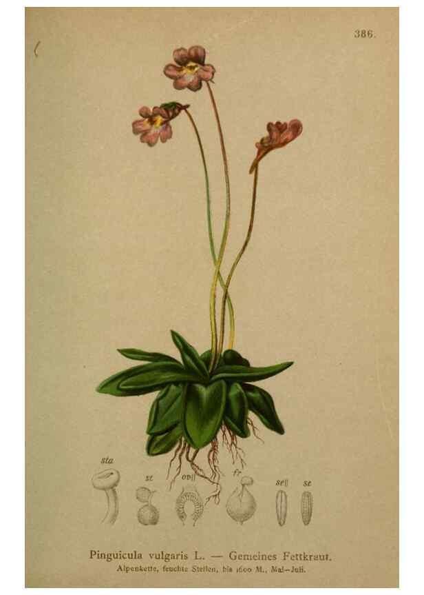 Reproducción/Reproduction 10424101296: Atlas der Alpenflora /. Wien :Eigenthum und Verlag des Deutschen und Oesterr. Alpenvereins,1882.