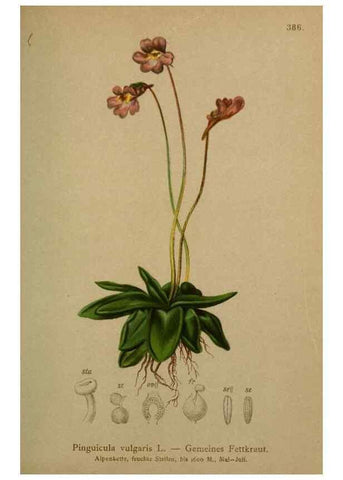 Reproducción/Reproduction 10424101296: Atlas der Alpenflora /. Wien :Eigenthum und Verlag des Deutschen und Oesterr. Alpenvereins,1882.
