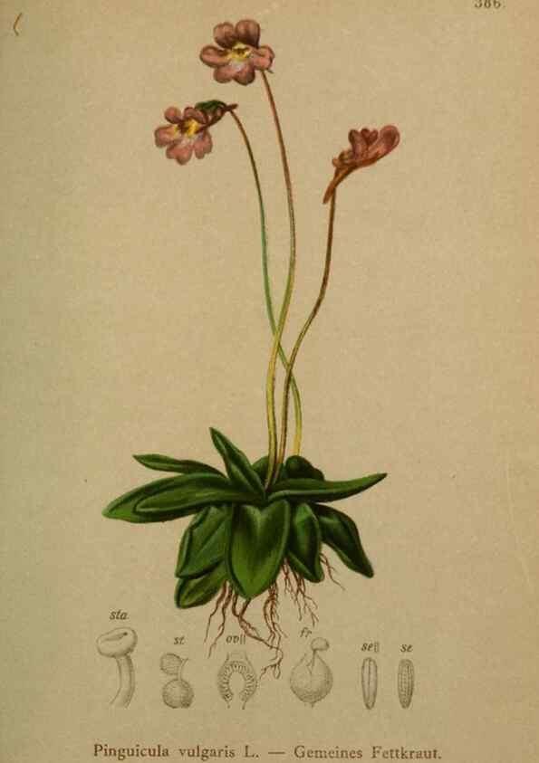 Reproducción/Reproduction 10424101296: Atlas der Alpenflora /. Wien :Eigenthum und Verlag des Deutschen und Oesterr. Alpenvereins,1882.