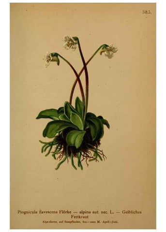 Reproducción/Reproduction 10424237713: Atlas der Alpenflora /. Wien :Eigenthum und Verlag des Deutschen und Oesterr. Alpenvereins,1882.