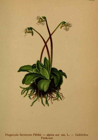 Reproducción/Reproduction 10424237713: Atlas der Alpenflora /. Wien :Eigenthum und Verlag des Deutschen und Oesterr. Alpenvereins,1882.