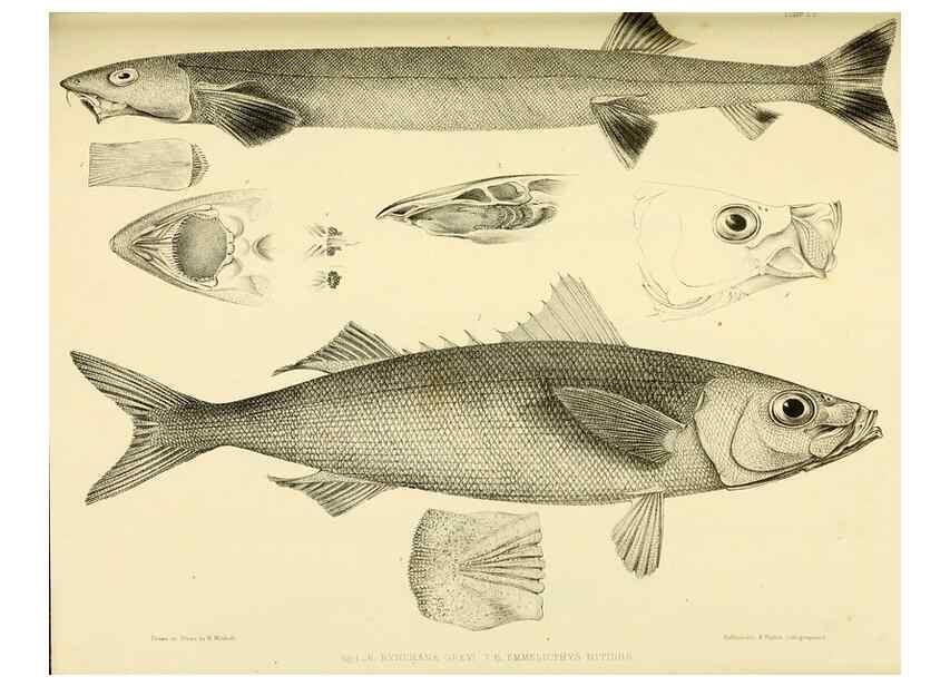 Reproducción/Reproduction 10327950224: The zoology of the voyage of the H.M.S. Erebus & Terror,. London,E. W. Janson,1844-1875.