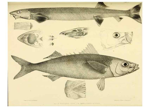 Reproducción/Reproduction 10327950224: The zoology of the voyage of the H.M.S. Erebus & Terror,. London,E. W. Janson,1844-1875.