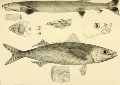 Reproducción/Reproduction 10327950224: The zoology of the voyage of the H.M.S. Erebus & Terror,. London,E. W. Janson,1844-1875.