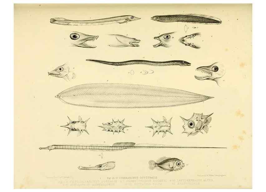 Reproducción/Reproduction 10328128003: The zoology of the voyage of the H.M.S. Erebus & Terror,. London,E. W. Janson,1844-1875.