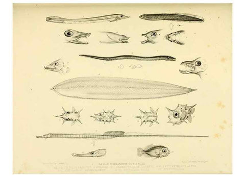 Reproducción/Reproduction 10328128003: The zoology of the voyage of the H.M.S. Erebus & Terror,. London,E. W. Janson,1844-1875.