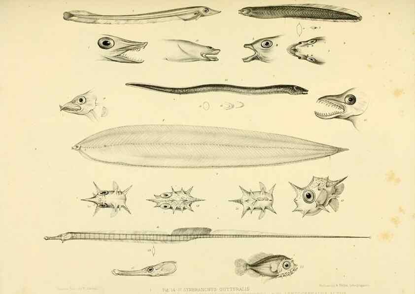Reproducción/Reproduction 10328128003: The zoology of the voyage of the H.M.S. Erebus & Terror,. London,E. W. Janson,1844-1875.