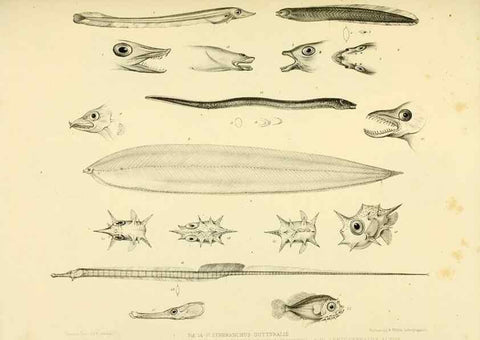 Reproducción/Reproduction 10328128003: The zoology of the voyage of the H.M.S. Erebus & Terror,. London,E. W. Janson,1844-1875.