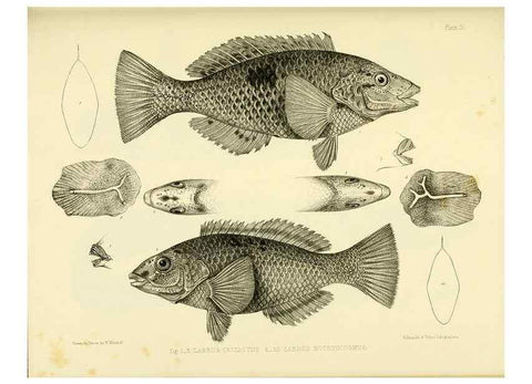 Reproducción/Reproduction 10327955914: The zoology of the voyage of the H.M.S. Erebus & Terror,. London,E. W. Janson,1844-1875.
