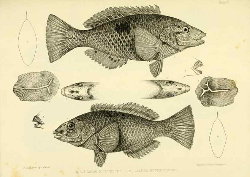 Reproducción/Reproduction 10327955914: The zoology of the voyage of the H.M.S. Erebus & Terror,. London,E. W. Janson,1844-1875.