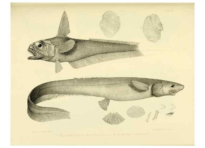 Reproducción/Reproduction 10328133903: The zoology of the voyage of the H.M.S. Erebus & Terror,. London,E. W. Janson,1844-1875.