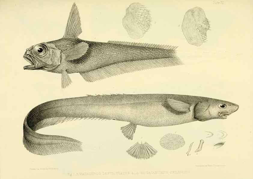 Reproducción/Reproduction 10328133903: The zoology of the voyage of the H.M.S. Erebus & Terror,. London,E. W. Janson,1844-1875.