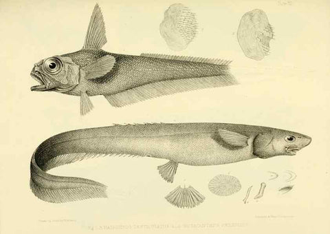 Reproducción/Reproduction 10328133903: The zoology of the voyage of the H.M.S. Erebus & Terror,. London,E. W. Janson,1844-1875.