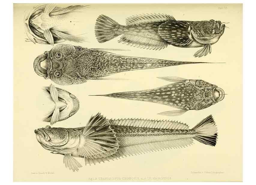 Reproducción/Reproduction 10328137253: The zoology of the voyage of the H.M.S. Erebus & Terror,. London,E. W. Janson,1844-1875.
