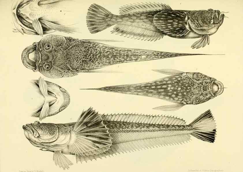 Reproducción/Reproduction 10328137253: The zoology of the voyage of the H.M.S. Erebus & Terror,. London,E. W. Janson,1844-1875.