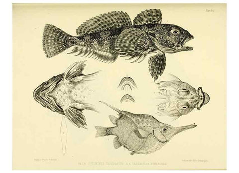 Reproducción/Reproduction 10327964684: The zoology of the voyage of the H.M.S. Erebus & Terror,. London,E. W. Janson,1844-1875.