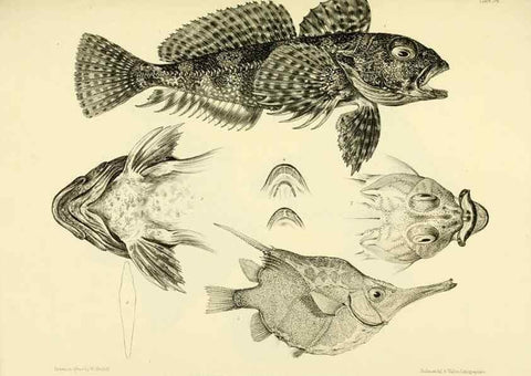 Reproducción/Reproduction 10327964684: The zoology of the voyage of the H.M.S. Erebus & Terror,. London,E. W. Janson,1844-1875.