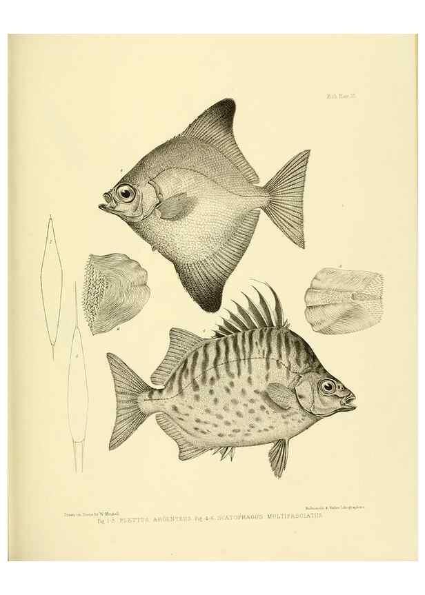 Reproducción/Reproduction 10328143023: The zoology of the voyage of the H.M.S. Erebus & Terror,. London,E. W. Janson,1844-1875.