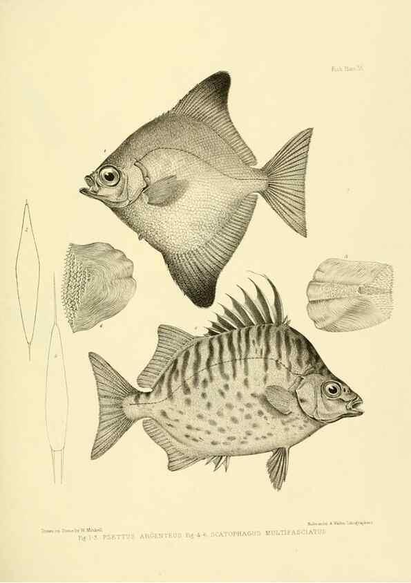 Reproducción/Reproduction 10328143023: The zoology of the voyage of the H.M.S. Erebus & Terror,. London,E. W. Janson,1844-1875.