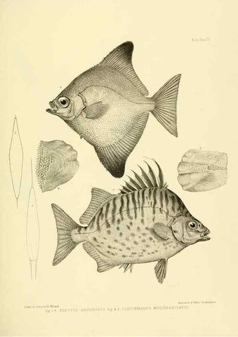 Reproducción/Reproduction 10328143023: The zoology of the voyage of the H.M.S. Erebus & Terror,. London,E. W. Janson,1844-1875.