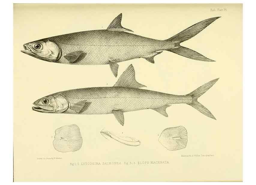 Reproducción/Reproduction 10327986175: The zoology of the voyage of the H.M.S. Erebus & Terror,. London,E. W. Janson,1844-1875.