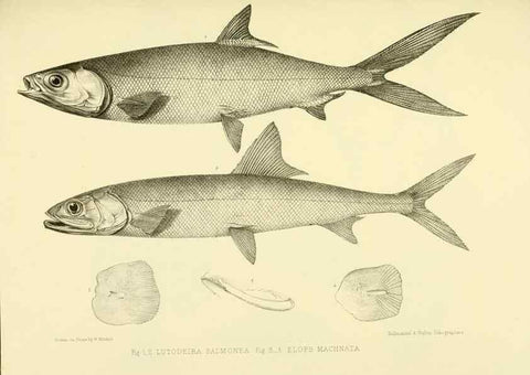 Reproducción/Reproduction 10327986175: The zoology of the voyage of the H.M.S. Erebus & Terror,. London,E. W. Janson,1844-1875.