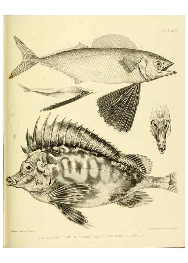 Reproducción/Reproduction 10327989335: The zoology of the voyage of the H.M.S. Erebus & Terror,. London,E. W. Janson,1844-1875.