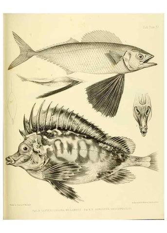 Reproducción/Reproduction 10327989335: The zoology of the voyage of the H.M.S. Erebus & Terror,. London,E. W. Janson,1844-1875.