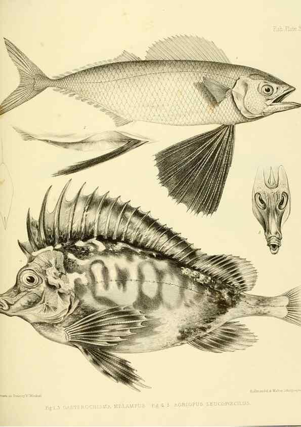 Reproducción/Reproduction 10327989335: The zoology of the voyage of the H.M.S. Erebus & Terror,. London,E. W. Janson,1844-1875.