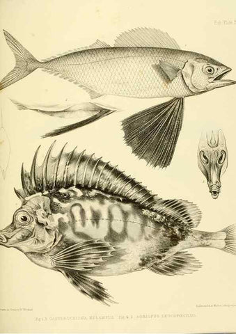 Reproducción/Reproduction 10327989335: The zoology of the voyage of the H.M.S. Erebus & Terror,. London,E. W. Janson,1844-1875.