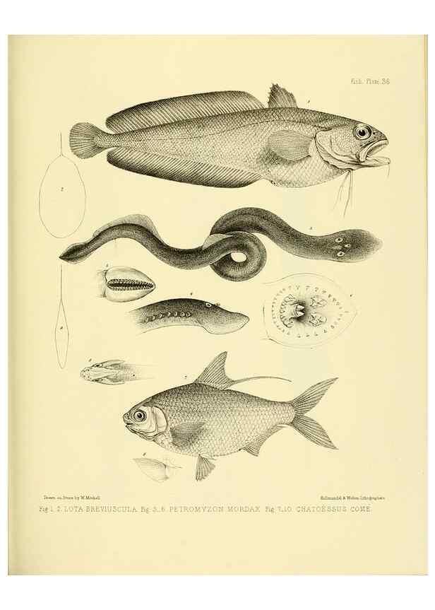 Reproducción/Reproduction 10327992865: The zoology of the voyage of the H.M.S. Erebus & Terror,. London,E. W. Janson,1844-1875.
