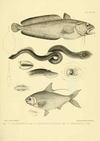 Reproducción/Reproduction 10327992865: The zoology of the voyage of the H.M.S. Erebus & Terror,. London,E. W. Janson,1844-1875.