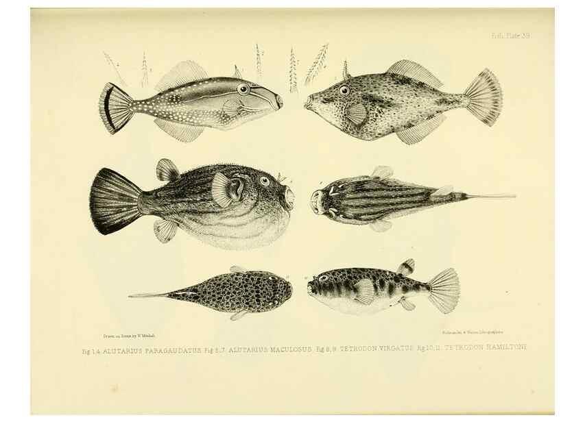 Reproducción/Reproduction 10327995505: The zoology of the voyage of the H.M.S. Erebus & Terror,. London,E. W. Janson,1844-1875.