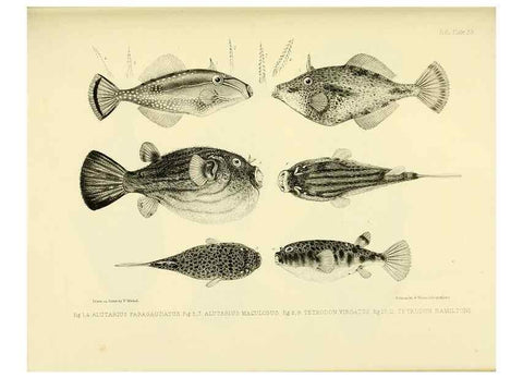 Reproducción/Reproduction 10327995505: The zoology of the voyage of the H.M.S. Erebus & Terror,. London,E. W. Janson,1844-1875.