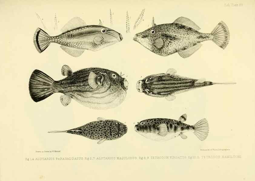 Reproducción/Reproduction 10327995505: The zoology of the voyage of the H.M.S. Erebus & Terror,. London,E. W. Janson,1844-1875.