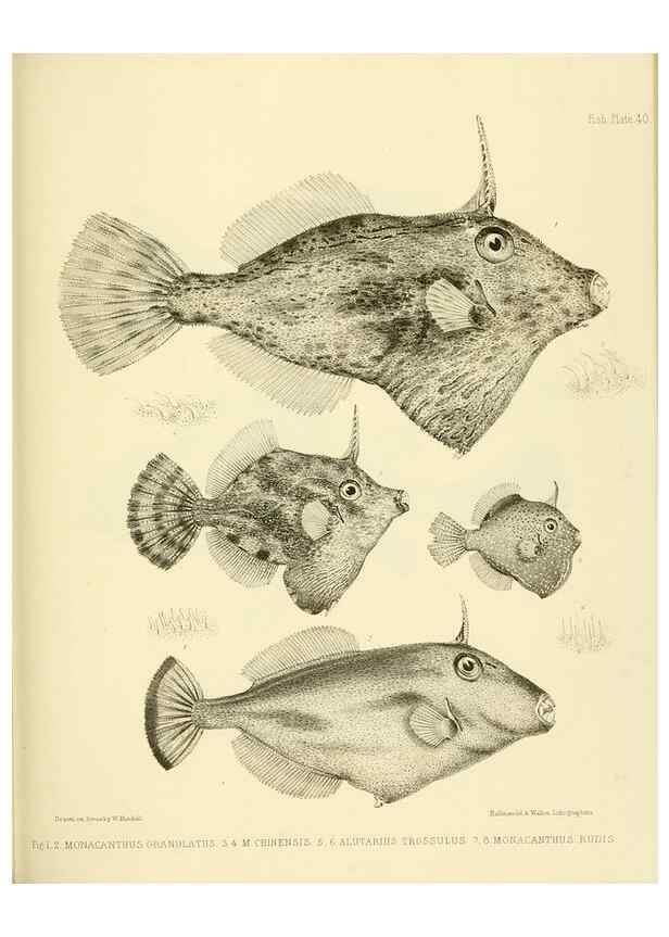 Reproducción/Reproduction 10328158103: The zoology of the voyage of the H.M.S. Erebus & Terror,. London,E. W. Janson,1844-1875.
