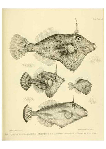 Reproducción/Reproduction 10328158103: The zoology of the voyage of the H.M.S. Erebus & Terror,. London,E. W. Janson,1844-1875.