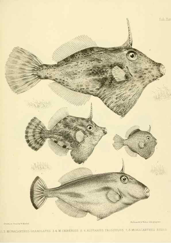 Reproducción/Reproduction 10328158103: The zoology of the voyage of the H.M.S. Erebus & Terror,. London,E. W. Janson,1844-1875.