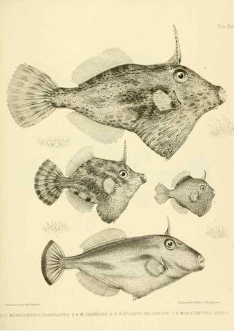 Reproducción/Reproduction 10328158103: The zoology of the voyage of the H.M.S. Erebus & Terror,. London,E. W. Janson,1844-1875.