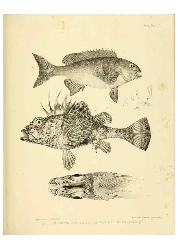 Reproducción/Reproduction 10328160453: The zoology of the voyage of the H.M.S. Erebus & Terror,. London,E. W. Janson,1844-1875.
